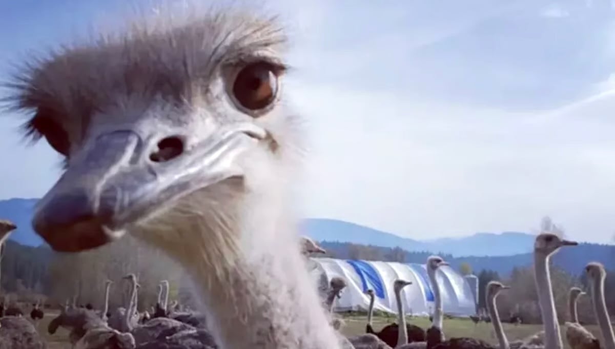 An ostrich looks at the camera, with more birds in the background.