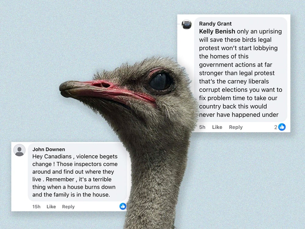 An illustration shows an ostrich and social media posts calling for violence to halt a cull.