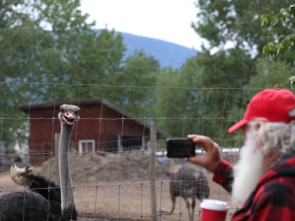 An ostrich behind a wire fence appears to look at a man with a red ball cap and long white beard who is holding up a phone to take a photo.