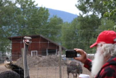 Do the Ostriches Have to Die?