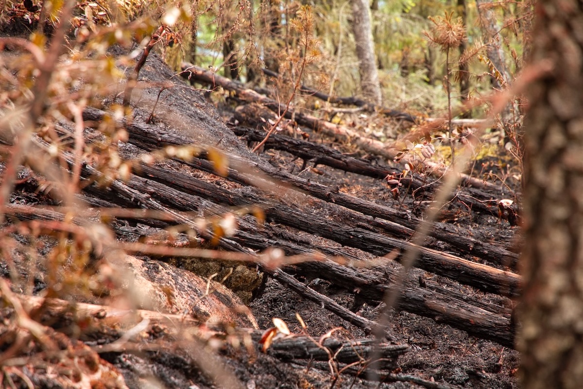 Charred logs lying on the ground.