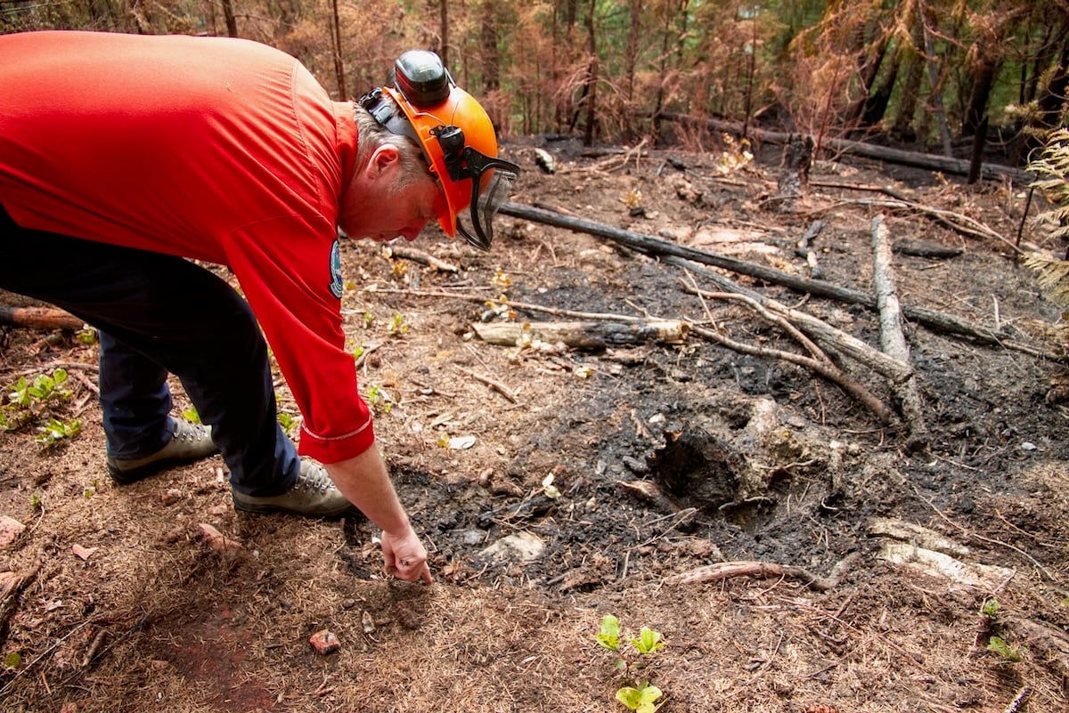 A man in a bright orange shirt bends over to press his hands on charred red and black soil. Charred logs and standing trees, some burned and some still green, can be seen in the background.