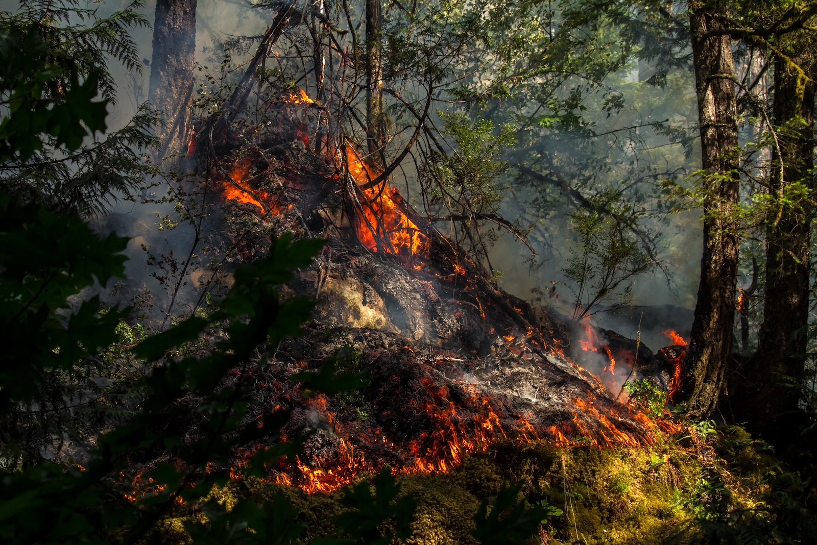 A fire burns along moss and trees in a thick forest.