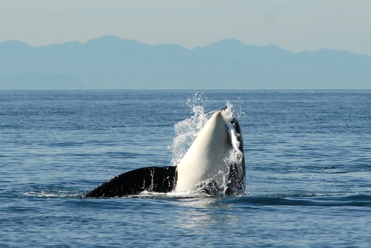 A killer whale breaches the surface, with a large salmon in its jaws.