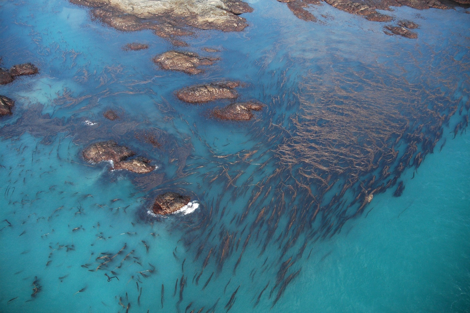 An aerial photograph of a kelp forest. The water is a turquoise blue, and the kelp is aligning itself with the current.