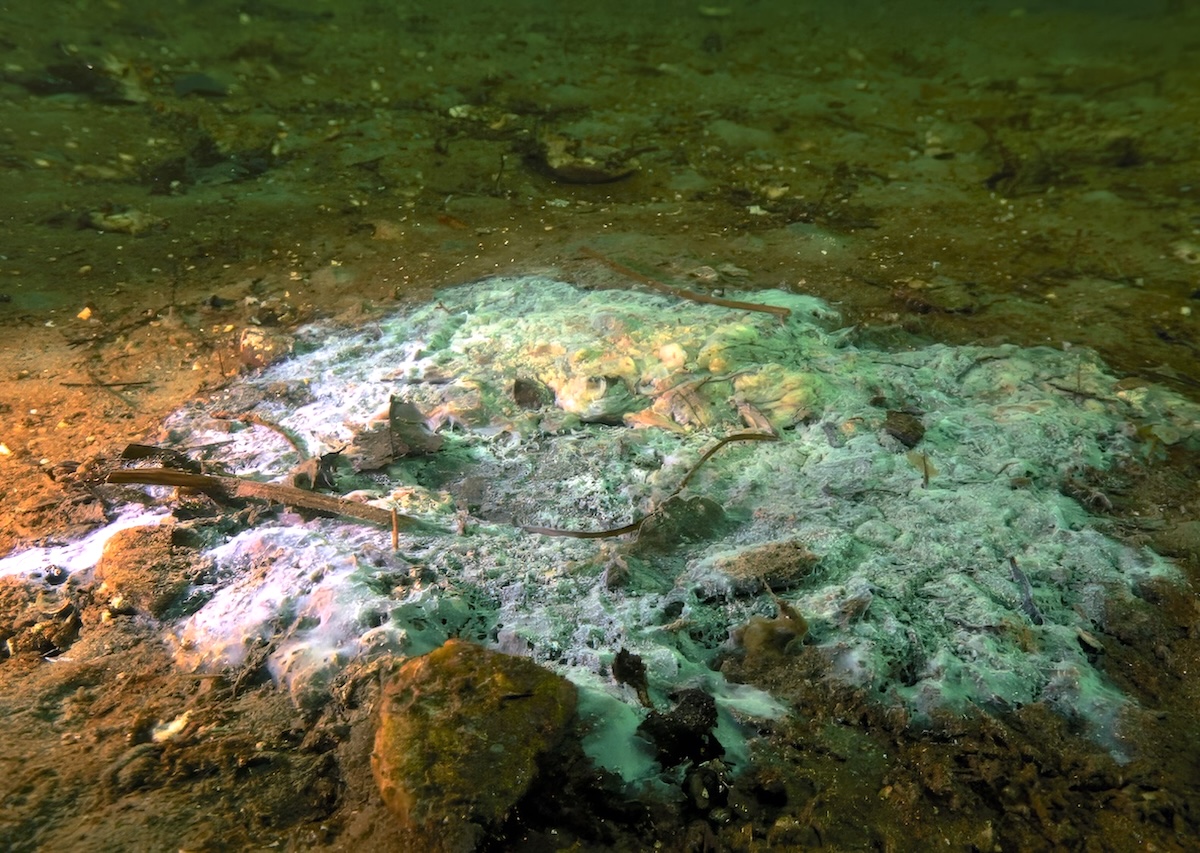A photo of a pile of white goo underwater. 