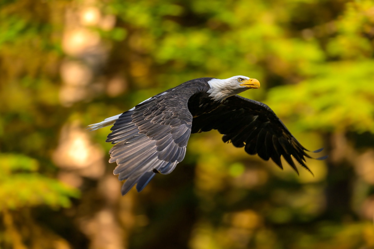An eagle flies through the sky.