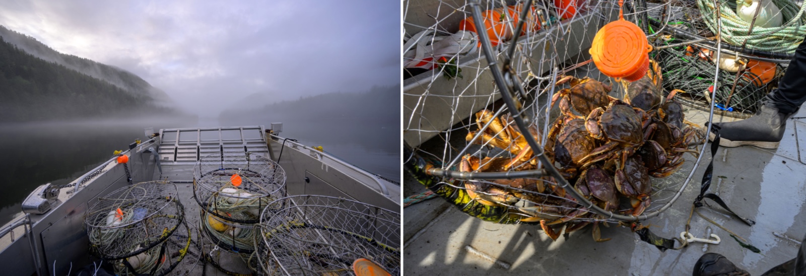Two photos. On the left, empty crab traps on a boat. On the right, a crab trap full of crabs.