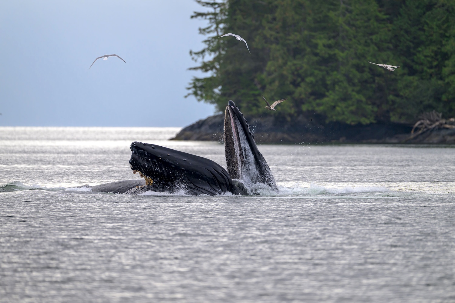 A humpback whale fishes at the ocean&rsquo;s surface.