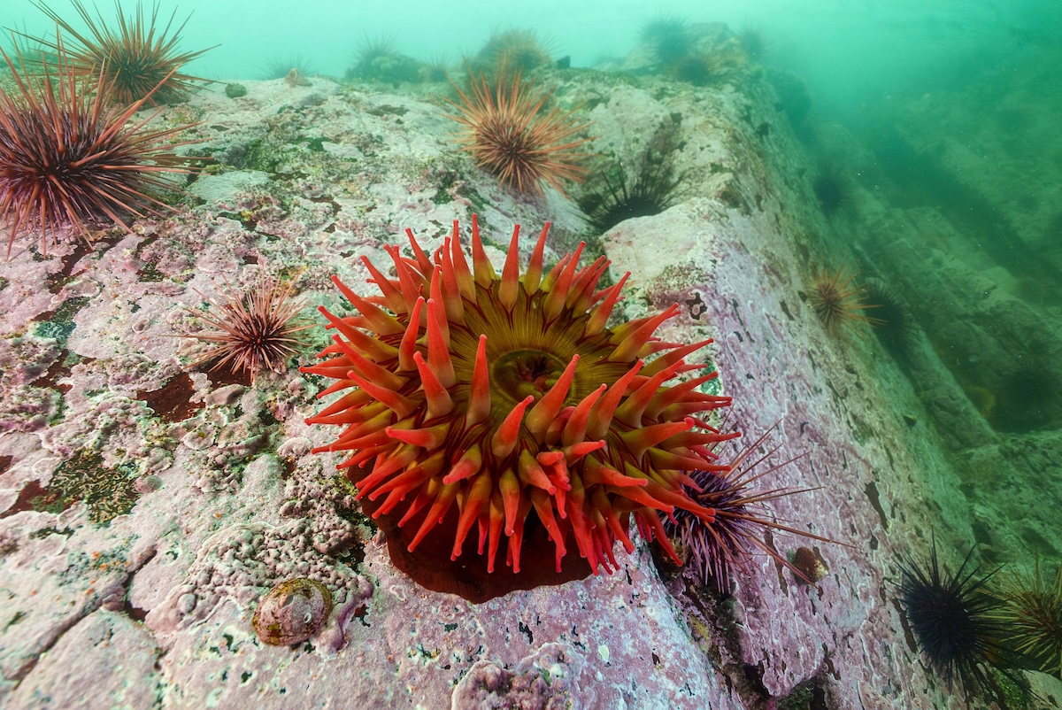 Spiky and soft-spiky sea creatures on a rock underwater.