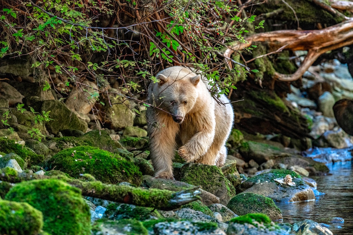 A bear with light-coloured fur walks by a river.