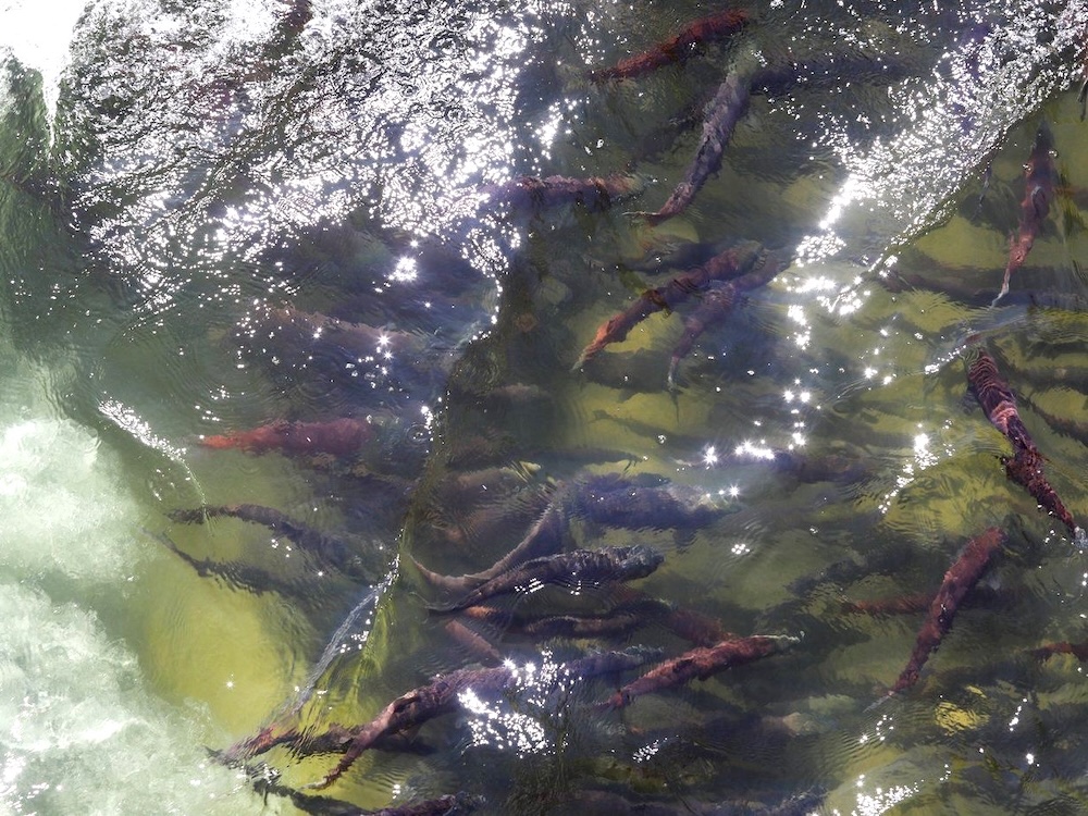 Viewed from above, dozens of sockeye salmon swim in a body of water on a sunny day, with light reflecting off the surface. The fish are dark and reddish in colour and swimming against a greenish background.