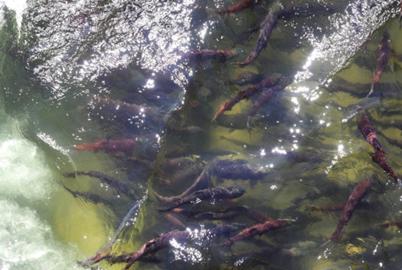 Okanagan Sockeye Could Face ‘Catastrophic Loss’ This Year