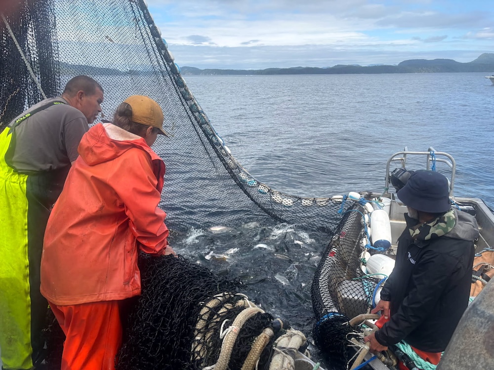 On the left, a man in bright yellow overalls and a woman in a brown cap and red rain suit look off the back of a fishing boat into a large net containing fish.
