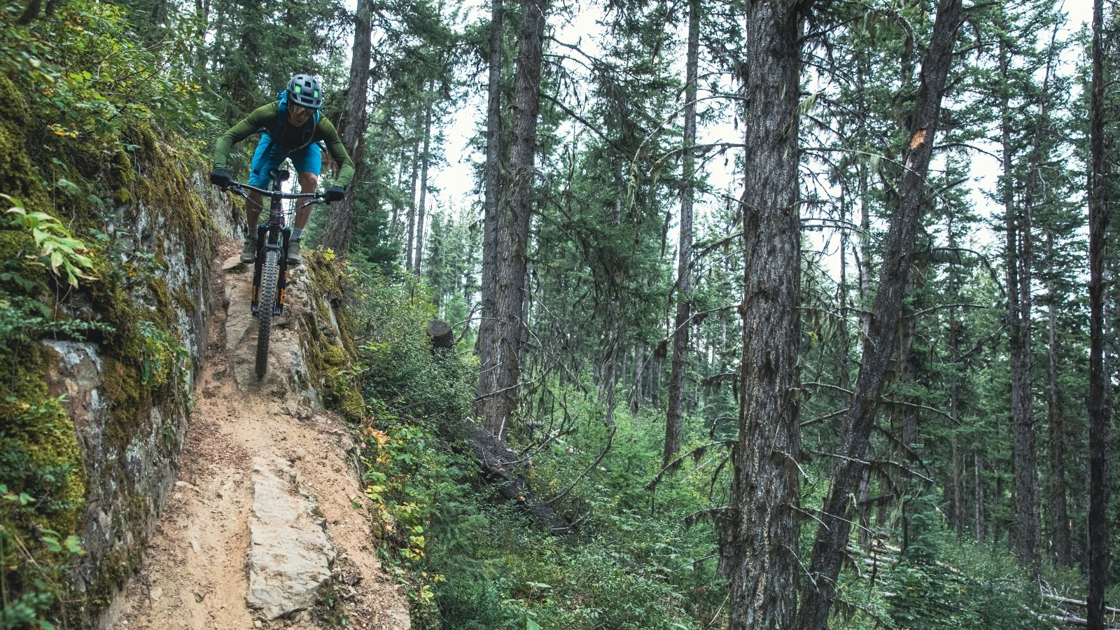 A mountain biker rides a bike down a steep incline in a heavily treed, dense forest.