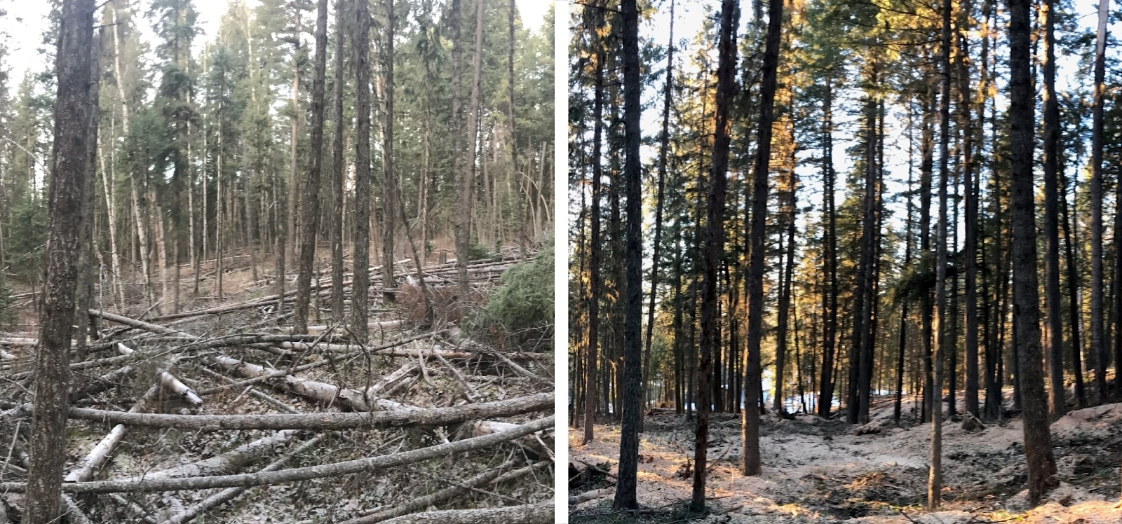 Before and after photos of a section of coniferous forest.