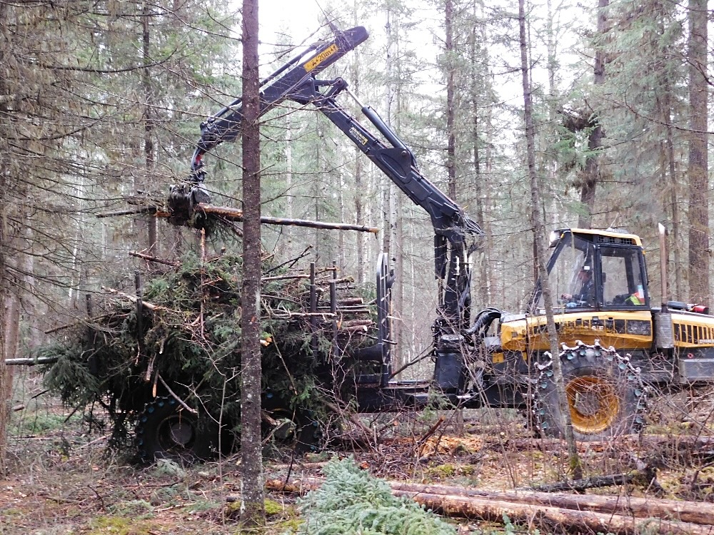 A long tractor-like logging machine places long, thin logs atop a trailer-like platform at the front of the machine.