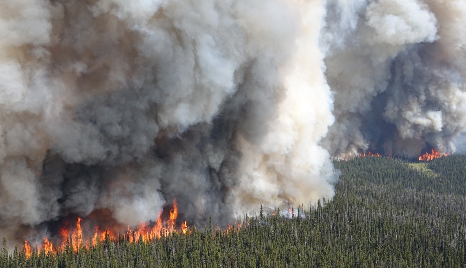 An aerial view of a massive wildfire, with flames reaching far above the crowns of a coniferous forest.