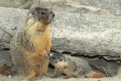 When Marmots Haunt Your Cemetery, What to Do?