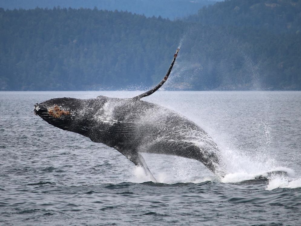 A large whale extends its flippers, flinging ocean spray as it leaps out of the water.