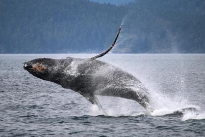 The Alluring Mysteries of BC’s Humpback Whales