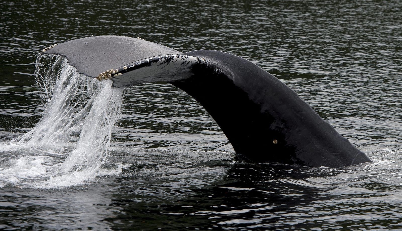 A T-shaped humpback whale fluke, covered with barnacles, sticks out of the ocean, rivulets of water draining off it.