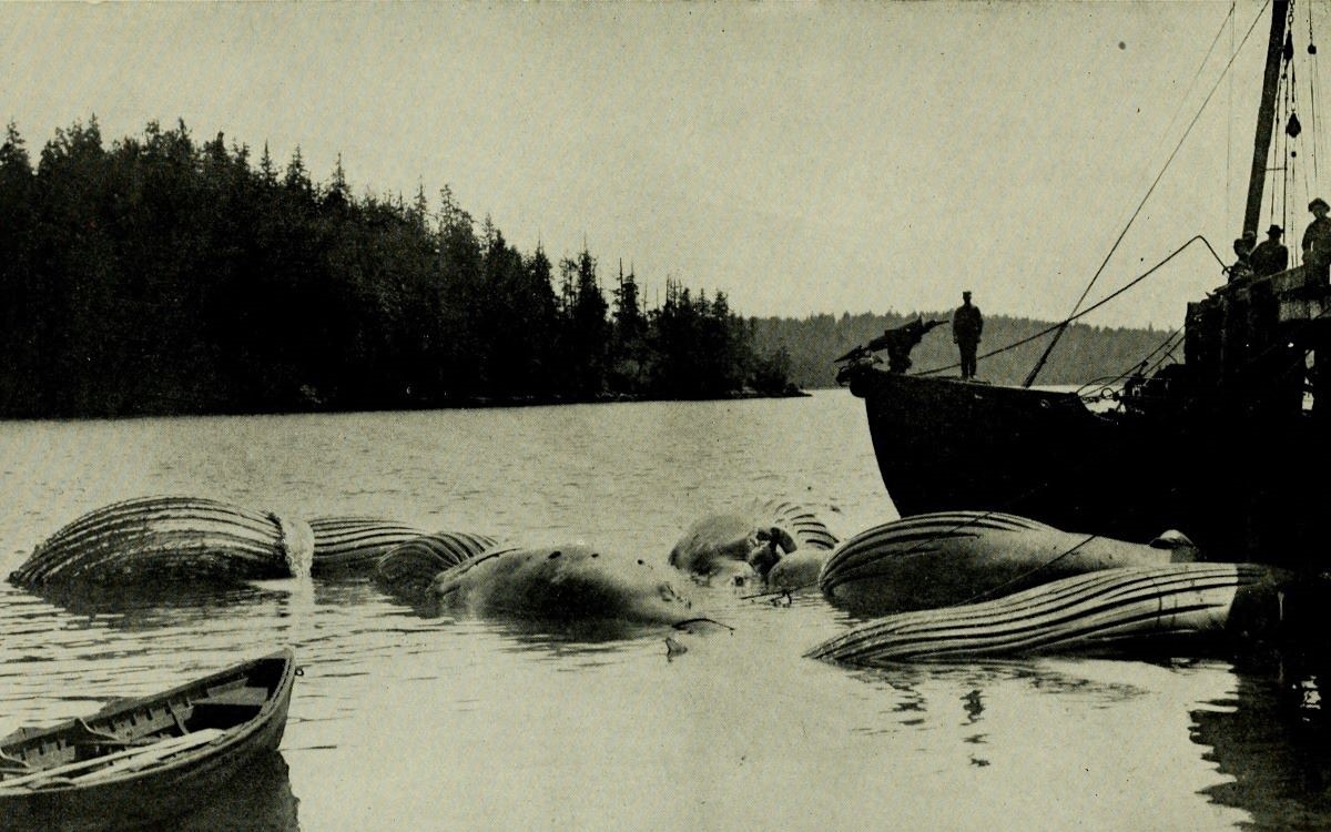 A grainy black and white photo shows the tops of floating humpback whale carcasses with a man in a boat.