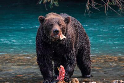 Charting a Course Through Bears’ Eyes