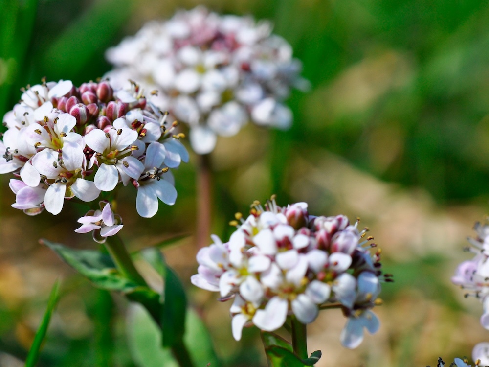 A low-growing rosette of green leaves is topped by leggy stalks bearing clusters of pinkish-white flowers.