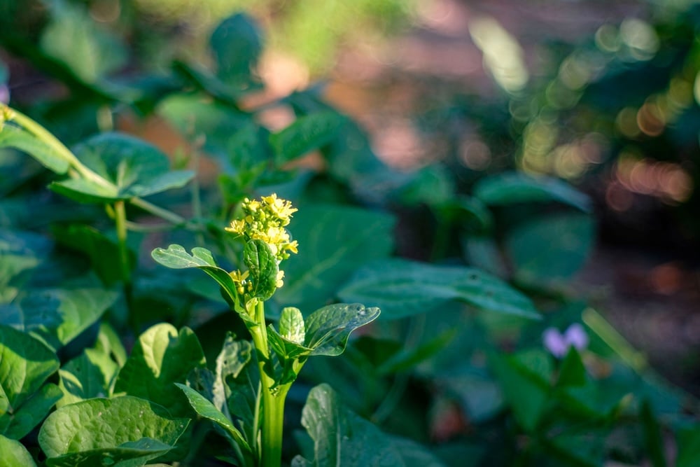 Camelina sativa, with waxy green leaves and tiny yellow flowers.