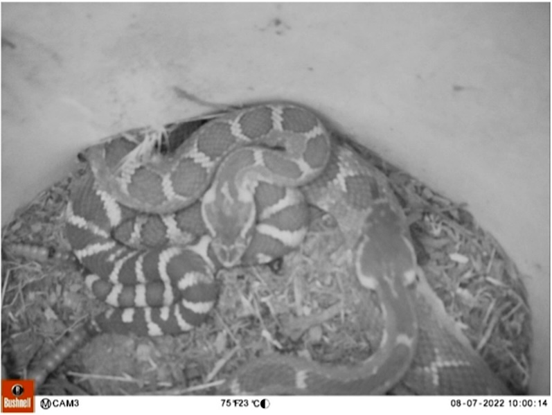 A black and white trail-cam-style photo shows two snakes in a small, cosy space.