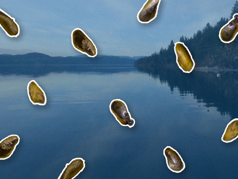 A collage shows golden mussels on a blue-screened background over Lake Okanagan.