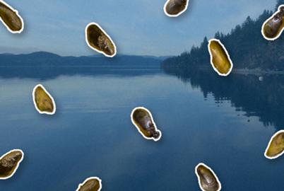 Warnings of a Dire New Shellfish Invasion in BC