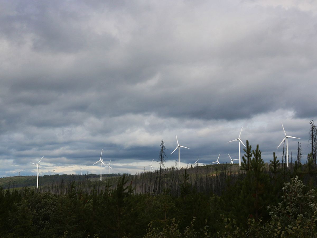 Wind turbines stand above a pine forest on a cloudy day.