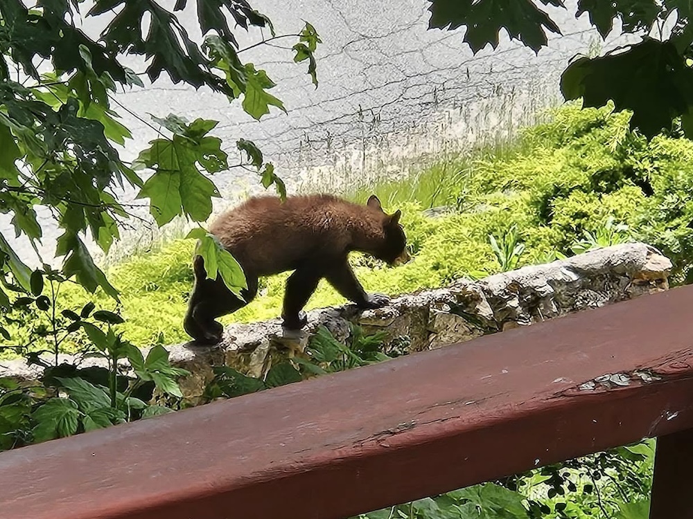 Should You Snitch On Your Neighbourhood Bear? | The Tyee