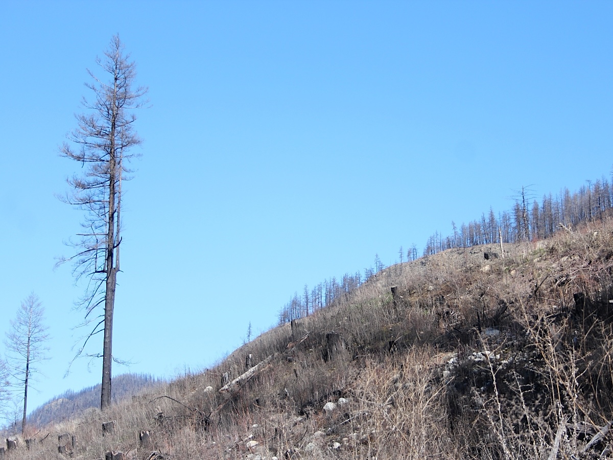 A lone burned tree stands on a steep hillside beside a clearcut, under a blue sky.