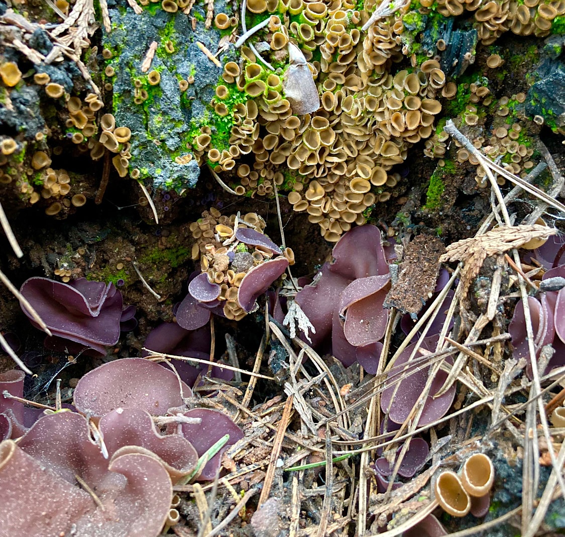 Lots of purple and yellow fungi on assorted rocks and debris.