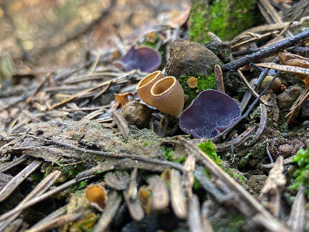 A close-up photo of yellow, cup-shaped fungi and flatter purple fungi.