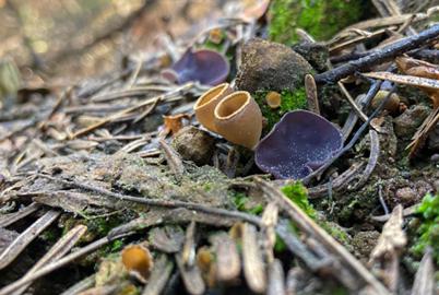 How ‘Fire Fungi’ Help Put Burnt Landscapes Back Together
