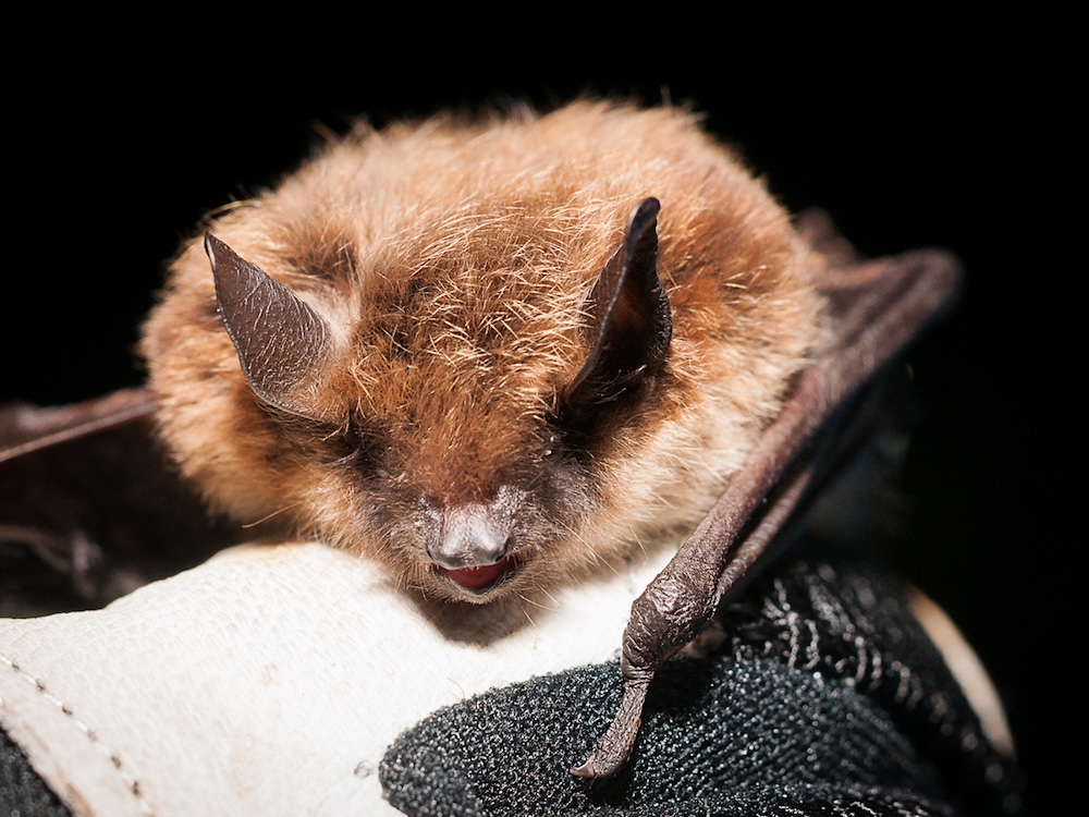 A Deadly Fungal Invader Is Threatening BC’s Bats | The Tyee