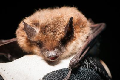 A Deadly Fungal Invader Is Threatening BC’s Bats