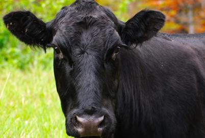 Cattle Were Poisoned by BC’s Forest Fertilizer. Now Someone Will Pay
