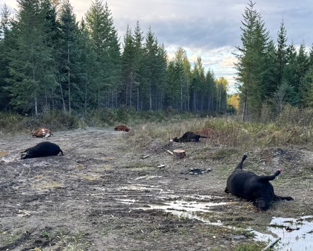 Five dead cows are lying in the forest on the ground.