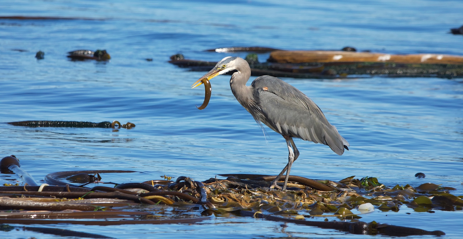 A great blue heron with a piece of kelp in its beak stands atop a pile of kelp in the water.