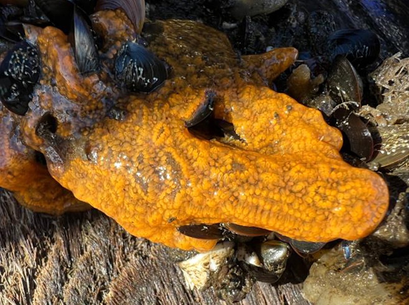 An orange-colour globby blob flanked by clams on rocks. 