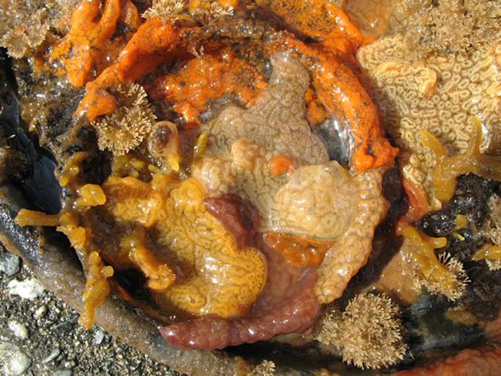 A bunch of orange- and yellow-coloured blobby globs on rocks in the ocean.