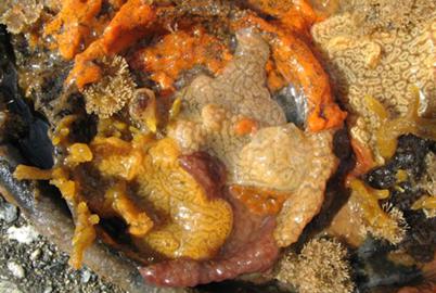 The Slimy BC Invader That Came from the West