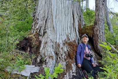 The Forest Quietly Removed from BC’s Old-Growth Deferral List