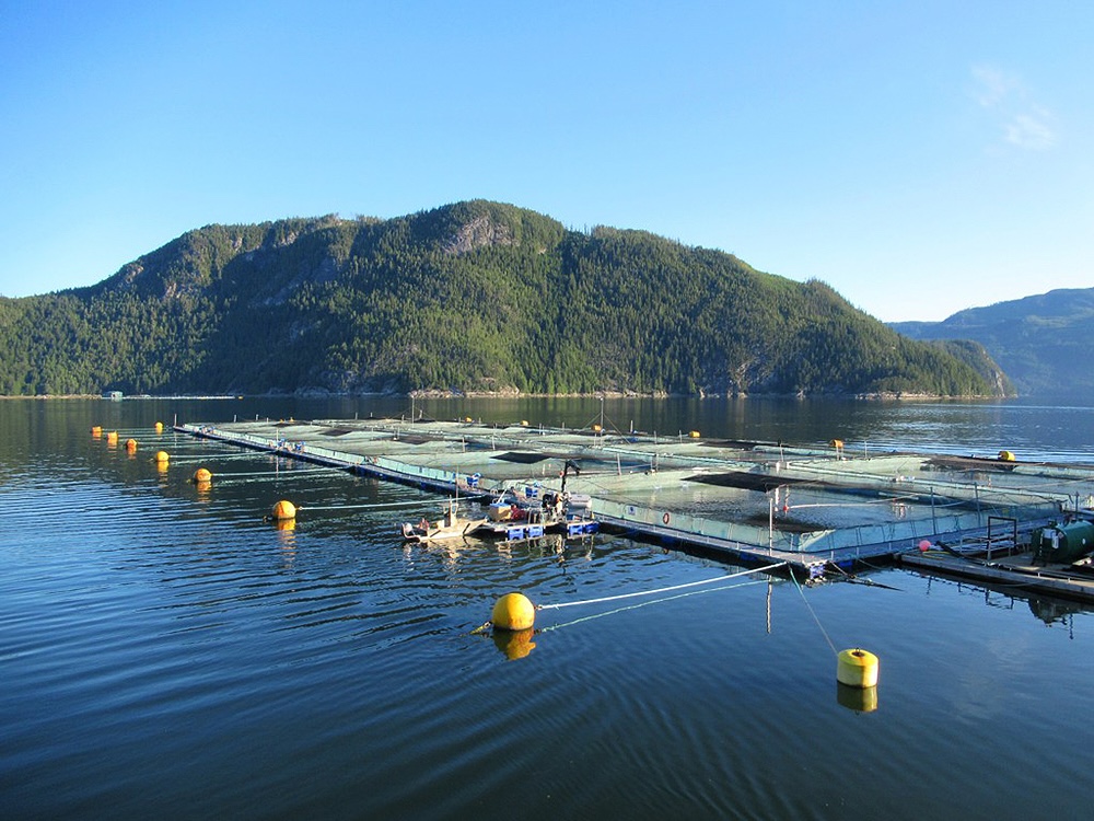 Foreign Industry Groups Are Pushing to Kill BC Salmon Farm Ban