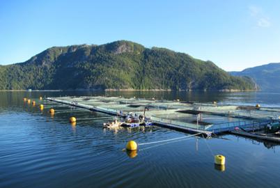 Foreign Industry Groups Are Pushing to Kill BC Salmon Farm Ban